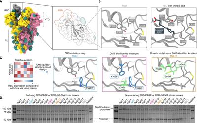 Stabilization of the SARS-CoV-2 Spike Receptor-Binding Domain Using Deep Mutational Scanning and Structure-Based Design